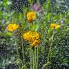 Blumen hinter Glas von Thomas Riess