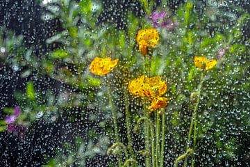 Fleurs sous verre sur Thomas Riess