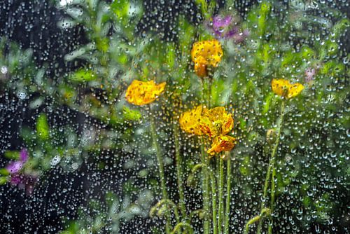 Flowers behind glass by Thomas Riess