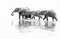 Drinkende olifanten in rivier in Zambia van Anja Brouwer Fotografie thumbnail