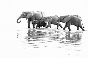 Trinkende Elefanten im Fluss in Sambia von Anja Brouwer Fotografie