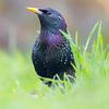 Starling in the grass by Cor de Bruijn