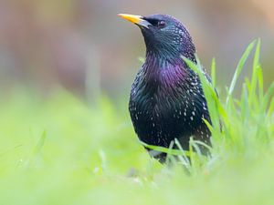 Starling im Gras von Cor de Bruijn