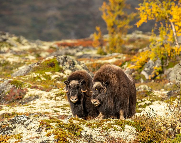 Musk ox in autumn colours by Harry Punter