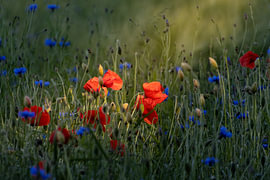 Poppy II by Julia Fritsche