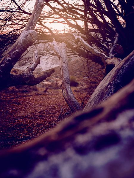 Sun Salutation by Dracorubio