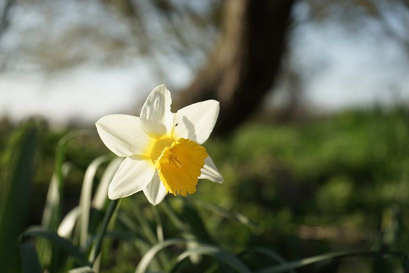 Narcis voorjaarsbloem von Bart Nikkels