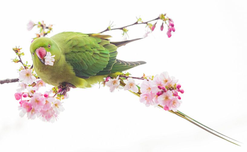 Collar parakeet by Lisa Antoinette Photography