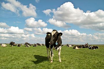 Kühe im Frühling auf der Weide in den Niederlanden von Eye on You
