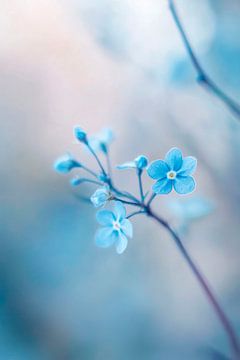 Vergeet-me-niet bloesems