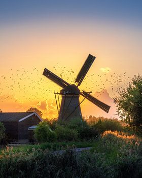 Vliegende vogels rond een windmolen