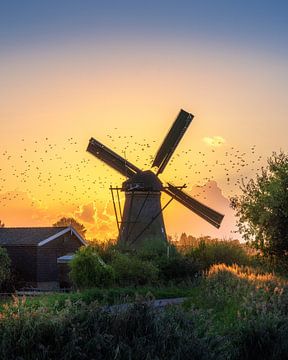 Oiseaux volant autour d'un moulin à vent sur Arda Acar