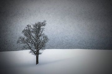 LONELY TREE Idyllic Winterlandscape