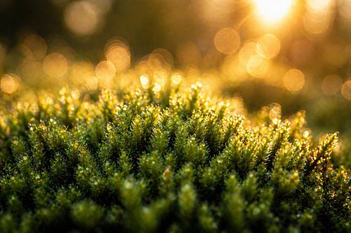 Tableau mural nature « Mousse dans la douce lumière du soir » – Photographie macro apaisante avec un bokeh doux pour le salon