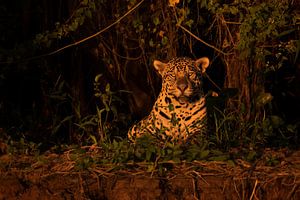 Jaguar in the last daylight sur Leon Doorn