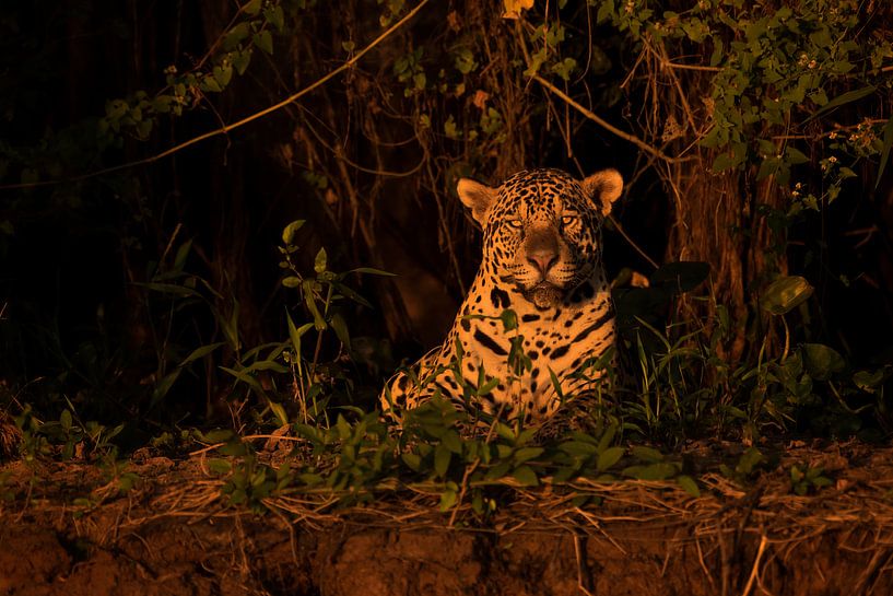 Jaguar in the last daylight by Leon Doorn