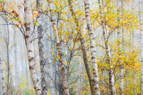 Birches with autumn leaves by Daniela Beyer