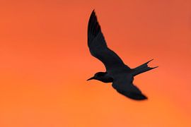 Common Tern (Sterna hirundo) by AGAMI Photo Agency