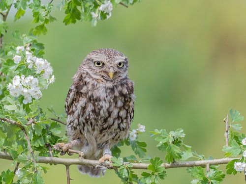 Petit hibou parmi les fleurs