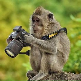 Reint van Wijk profielfoto