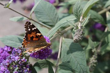Oranje vlinder van Eline Lohman