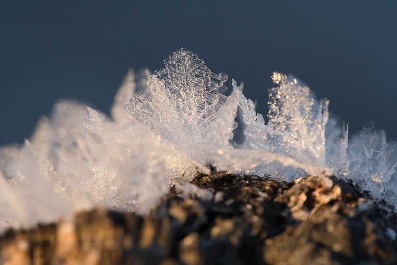Ice crystals that have formed on a tree trunk and have grown upwards. by Martin Köbsch