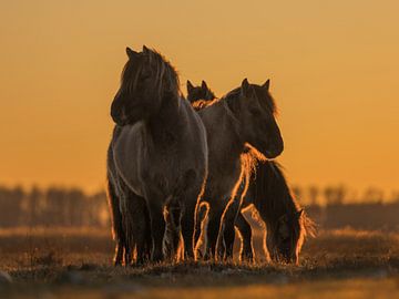 Paarden bij zonsopkomst van Jan-Willem Mantel