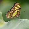 Papillon Siproeta Stelenes sur Marcel Riepe