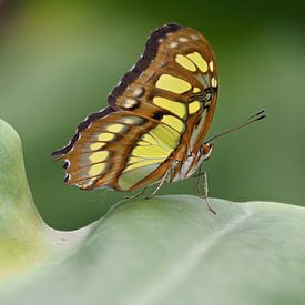 Schmetterling Siproeta Stelenes von Marcel Riepe