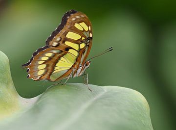 Vlinder Siproeta Stelenes