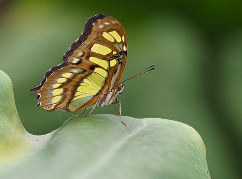 Papillon Siproeta Stelenes sur Marcel Riepe