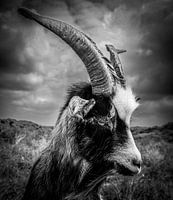 Mysterious Goat with Horns: Black-and-white Photo Capturing Animal's Sober and Impressive Look
