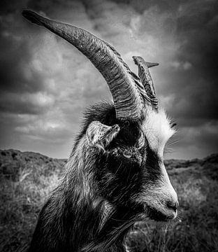 Mysterieuze Geit met Hoorns: Zwart-Wit Foto die de Sobere en Indrukwekkende Blik van het Dier Vang van ByLulu