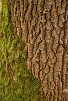 groen neemt over