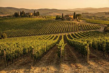 Toscaans wijngaardlandschap