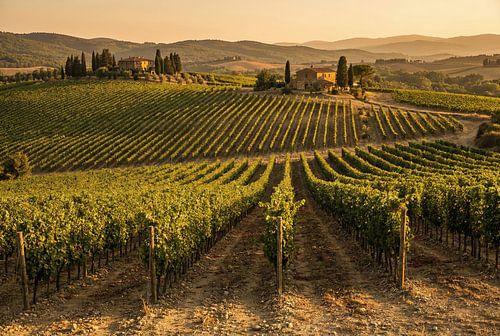 Toscaans wijngaardlandschap