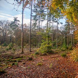 Autumn atmosphere in the Amerong forest by Jan de Jong
