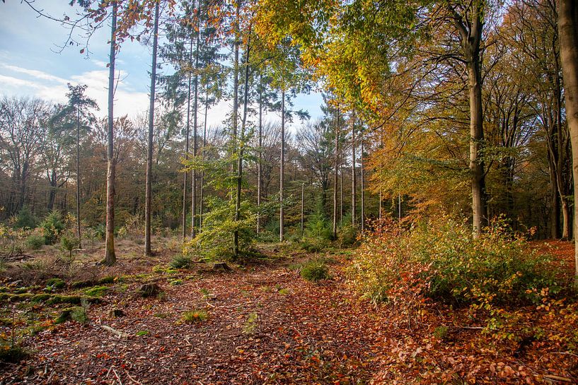 Herbststimmung im Amerong-Wald von Jan de Jong