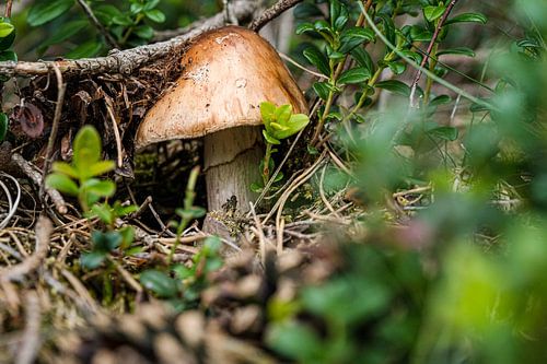 Mushroom comes up in the forest