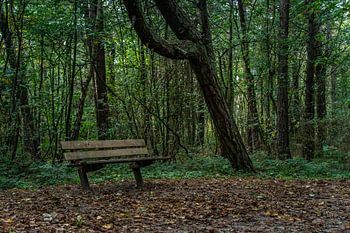 Bankje in het bos