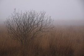 Nevel von Een Vrouwsel