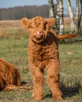 Portrait of a young Scottish highlander