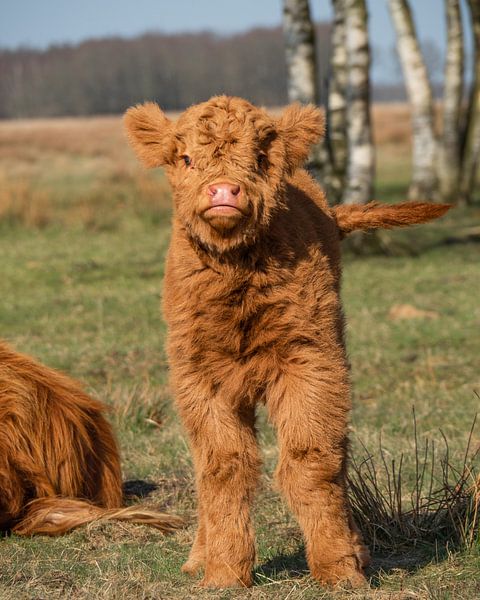 Portrait of a young Scottish highlander by Saranda Hofstra