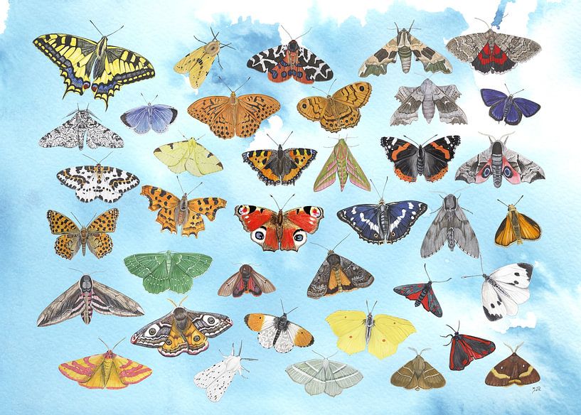 Ein Himmel voller Schmetterlinge von Jasper de Ruiter