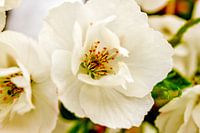 witte bloemen