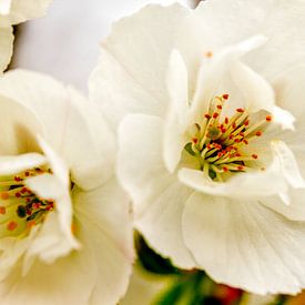 witte bloemen von Frank Broenink