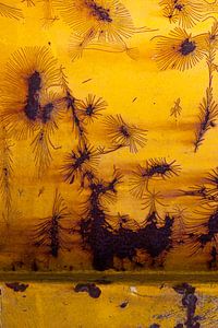 Fleurs de rouille