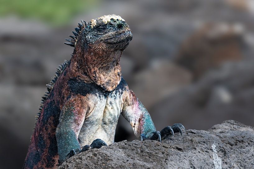 Galapagos Seaguan ensoleillé par Lex van Doorn