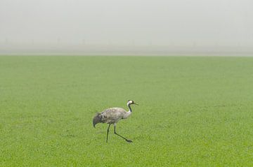 Kraanvogel (Grus Grus) in een veld in de mist