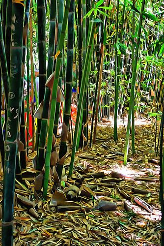 Bamboe in Jardin Majorelle Marrakesh 3